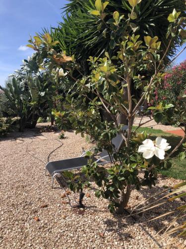 Garden-3