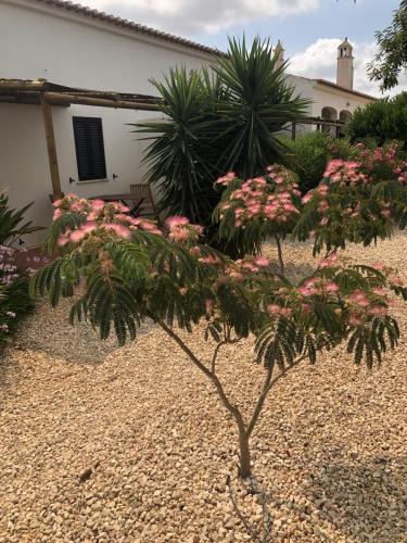 Garden-4